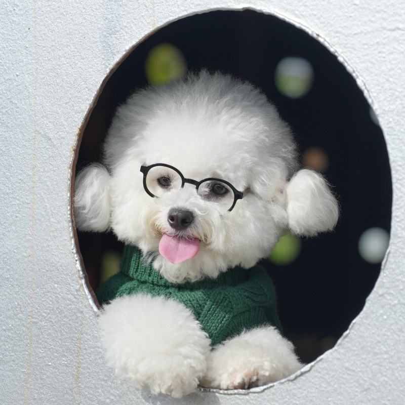 Hundepullover aus Strick – Warmer Luxus-Sweater für Haustiere