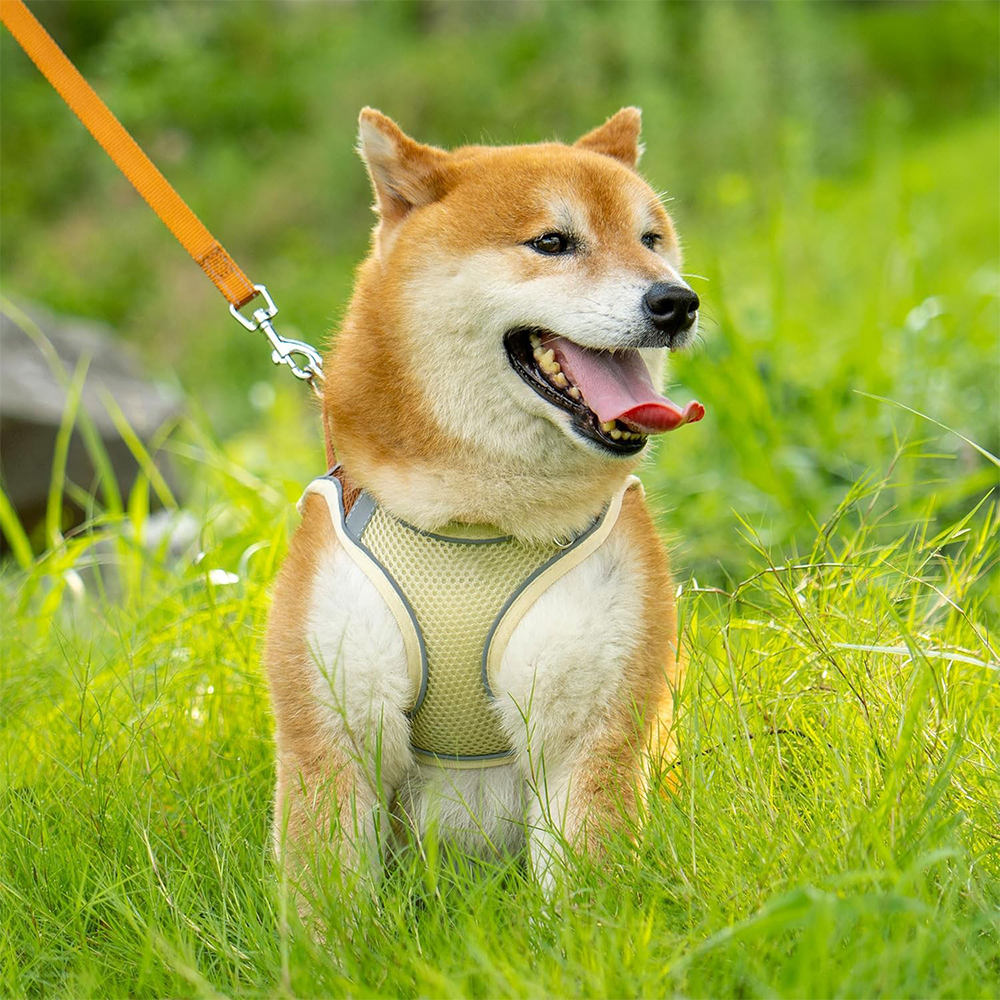 Reflektierendes Hundegeschirr mit Leine